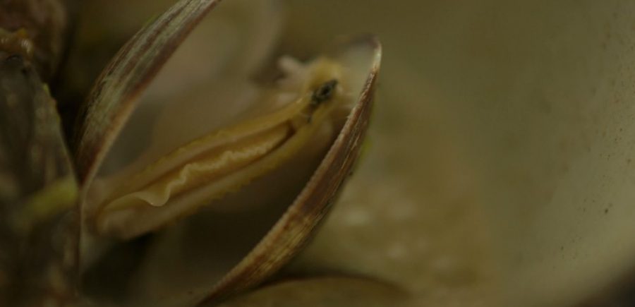 Clam 3 1