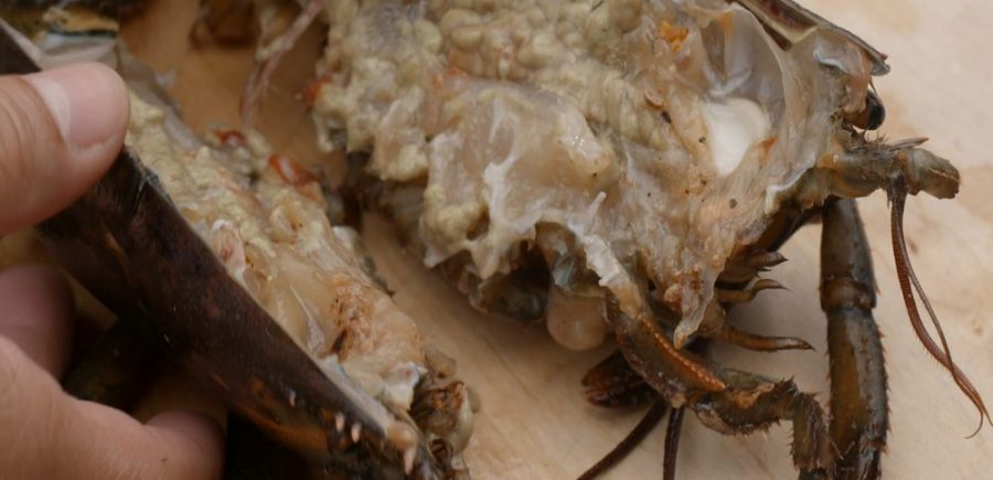 Grilled Lobster 2